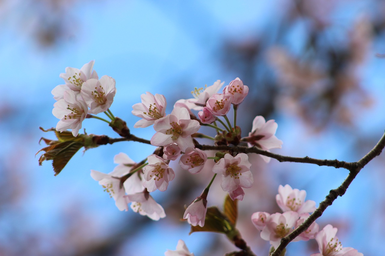 spring plant flower free photo