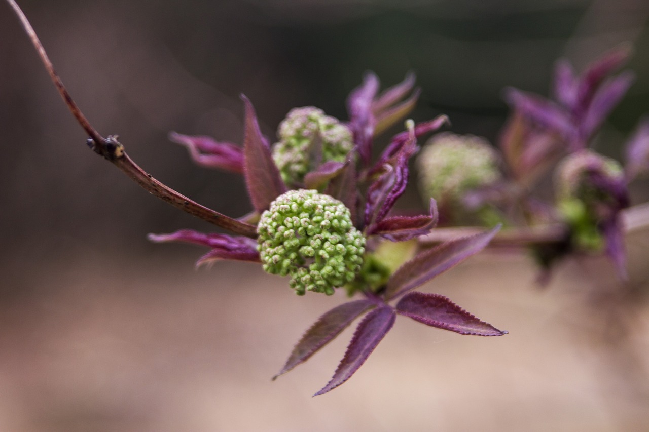 spring flower blossom free photo