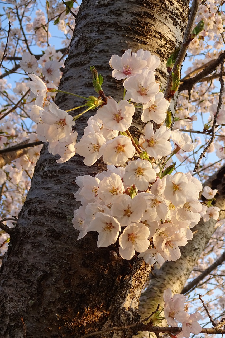 spring spring flowers pink flower free photo