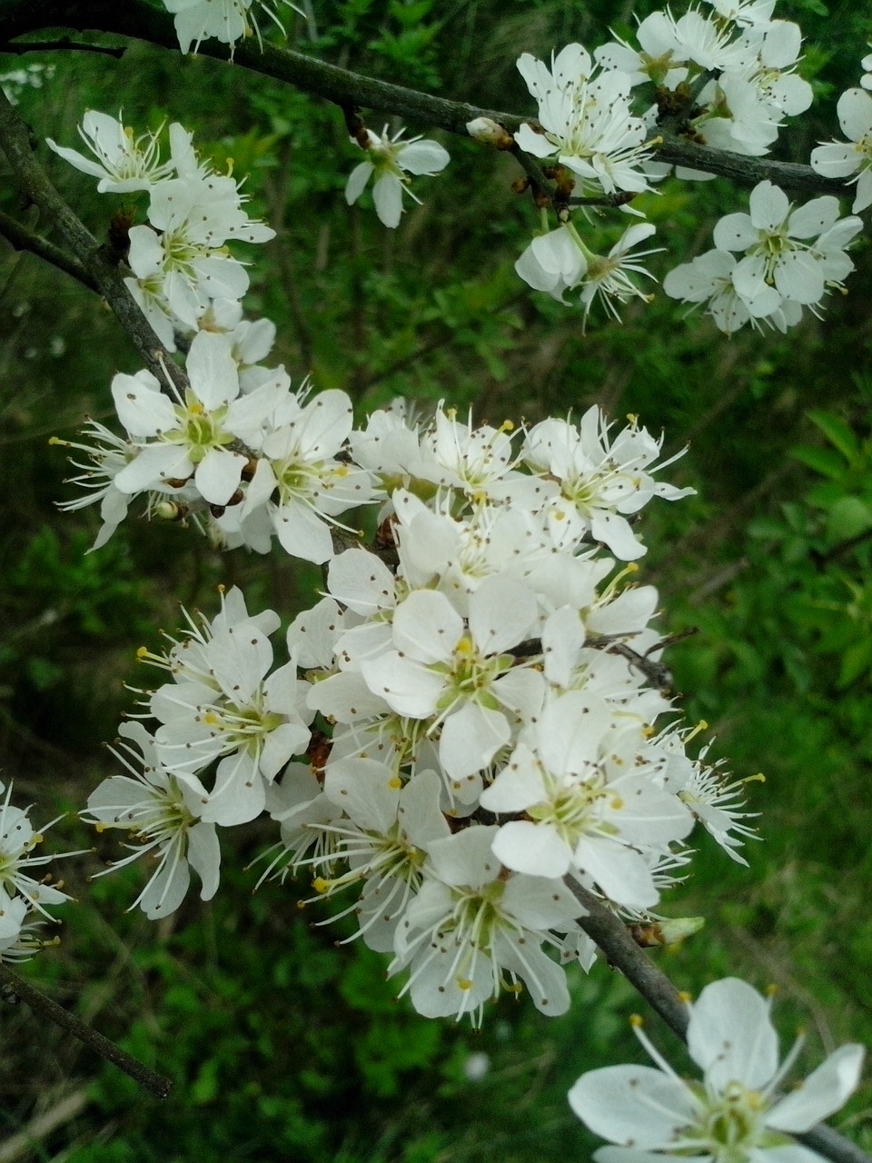 spring tree flowers free photo