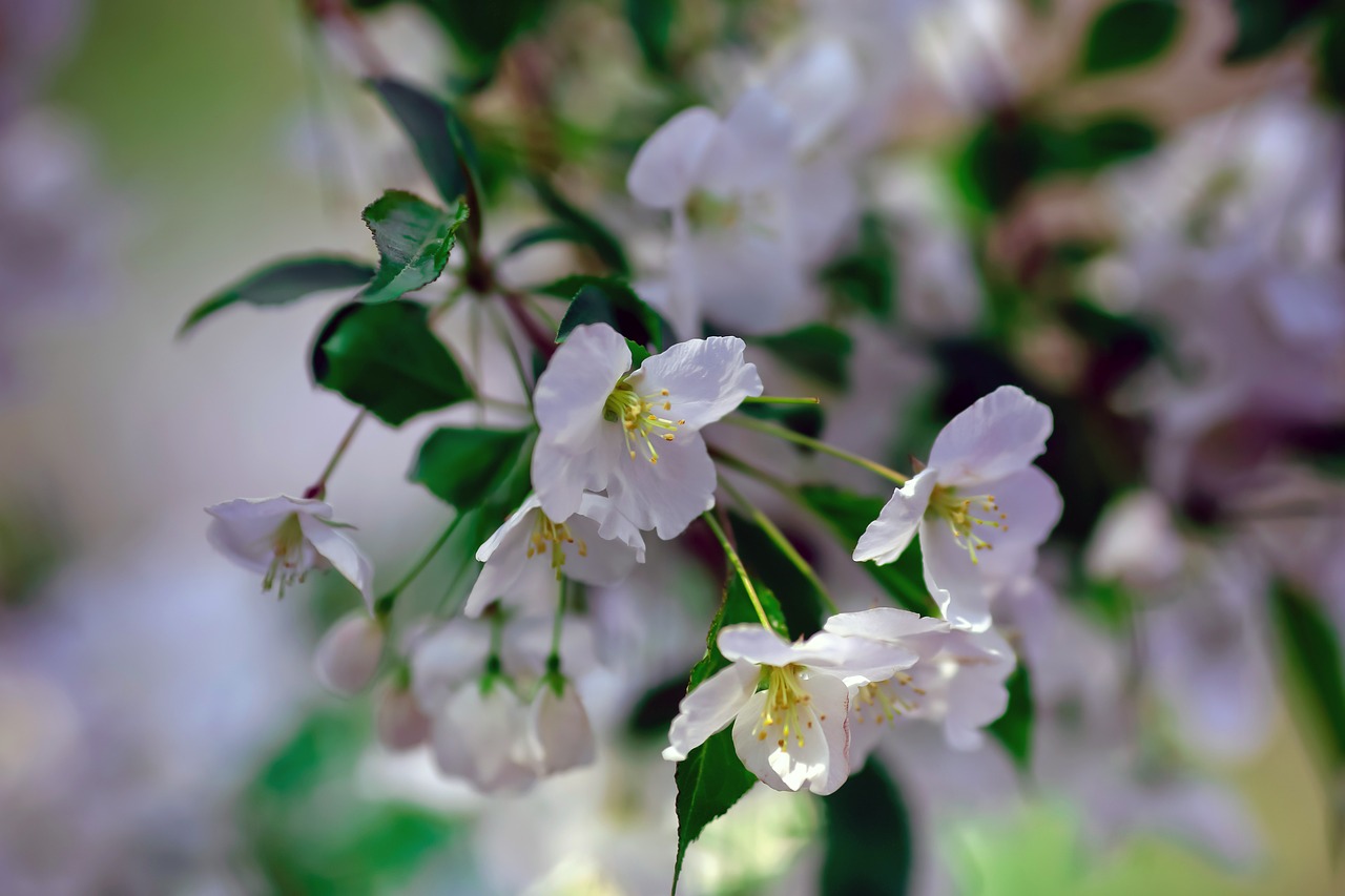 spring cherry blossom green leaf free photo