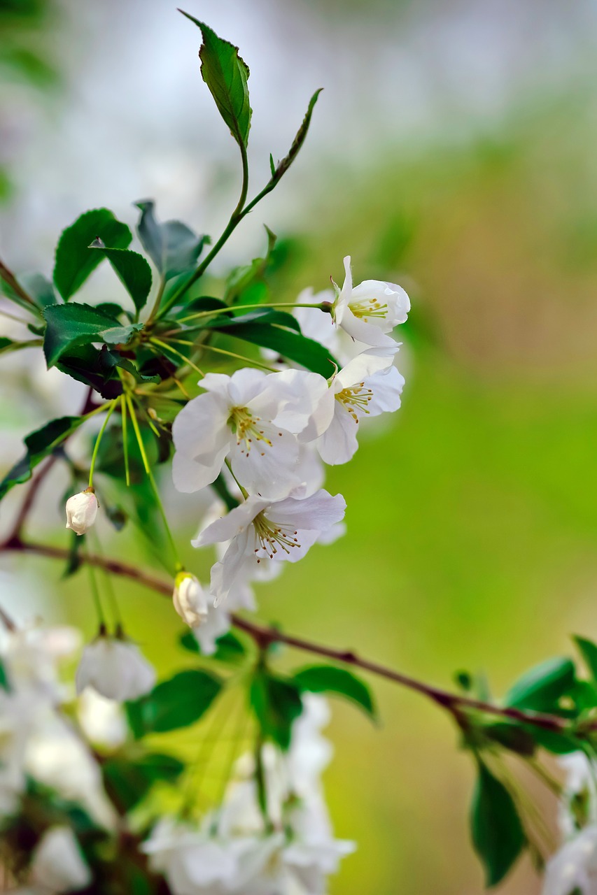 spring cherry blossom view free photo