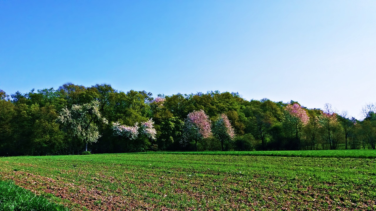 spring field meadow free photo