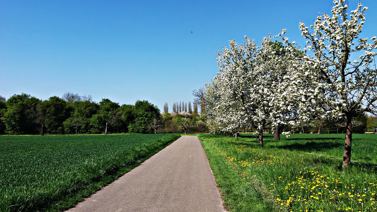 spring alley meadow free photo