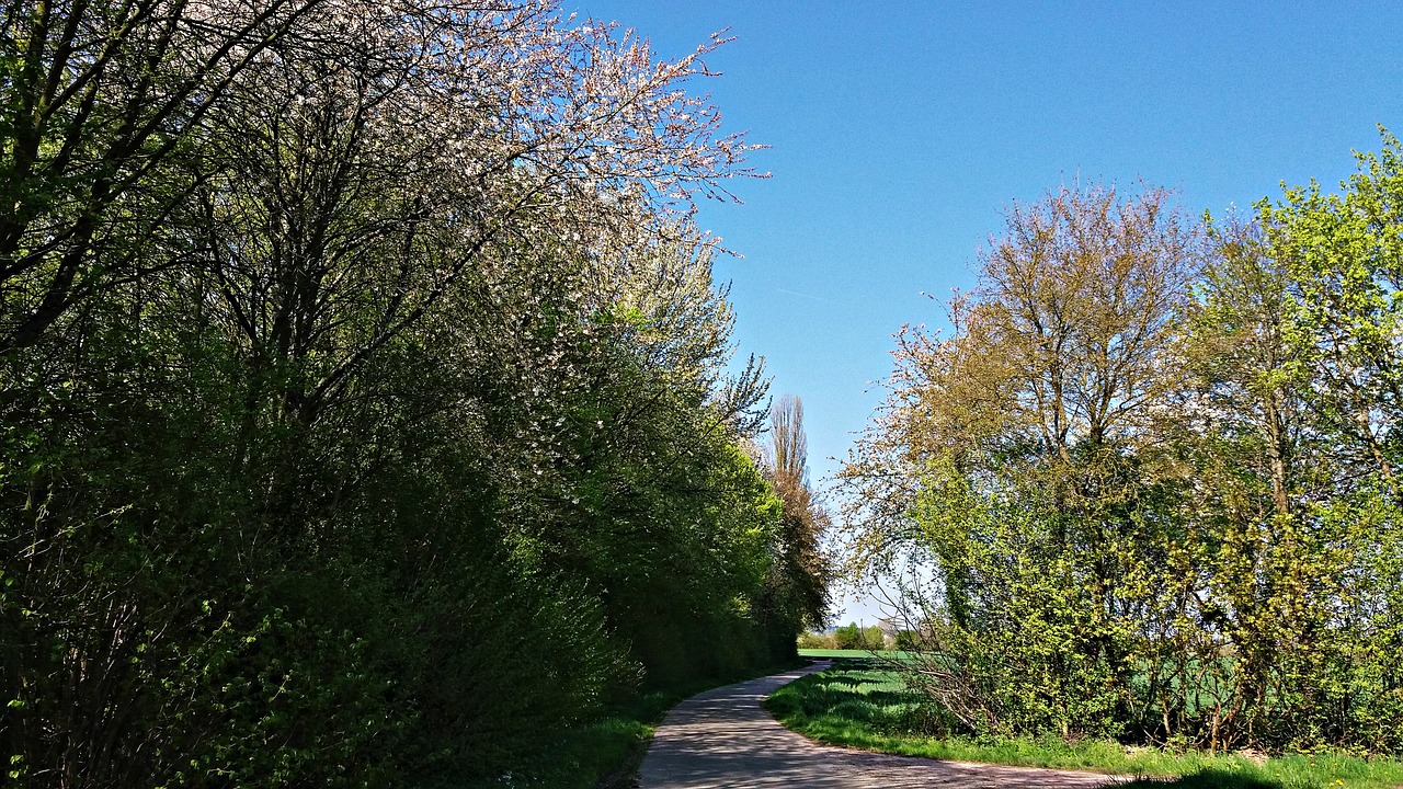 spring tree grass free photo