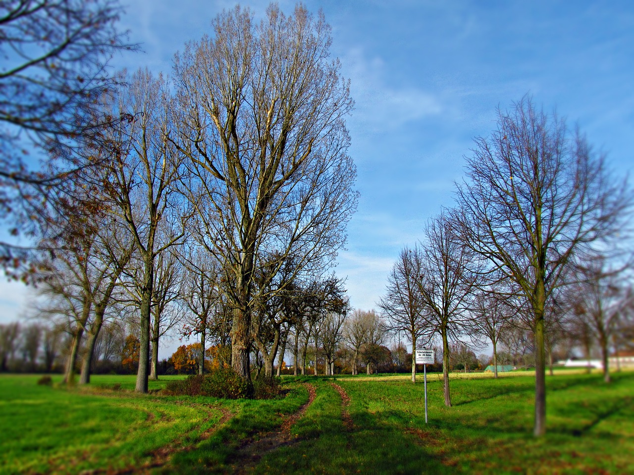 spring tree the sun free photo