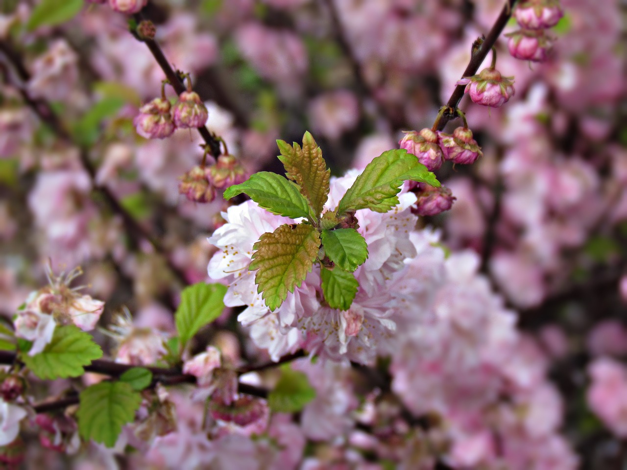 spring flowers tree free photo