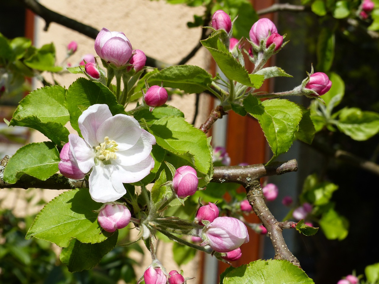 spring apple blossom nature free photo