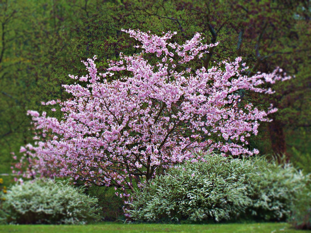 spring bush flowers free photo