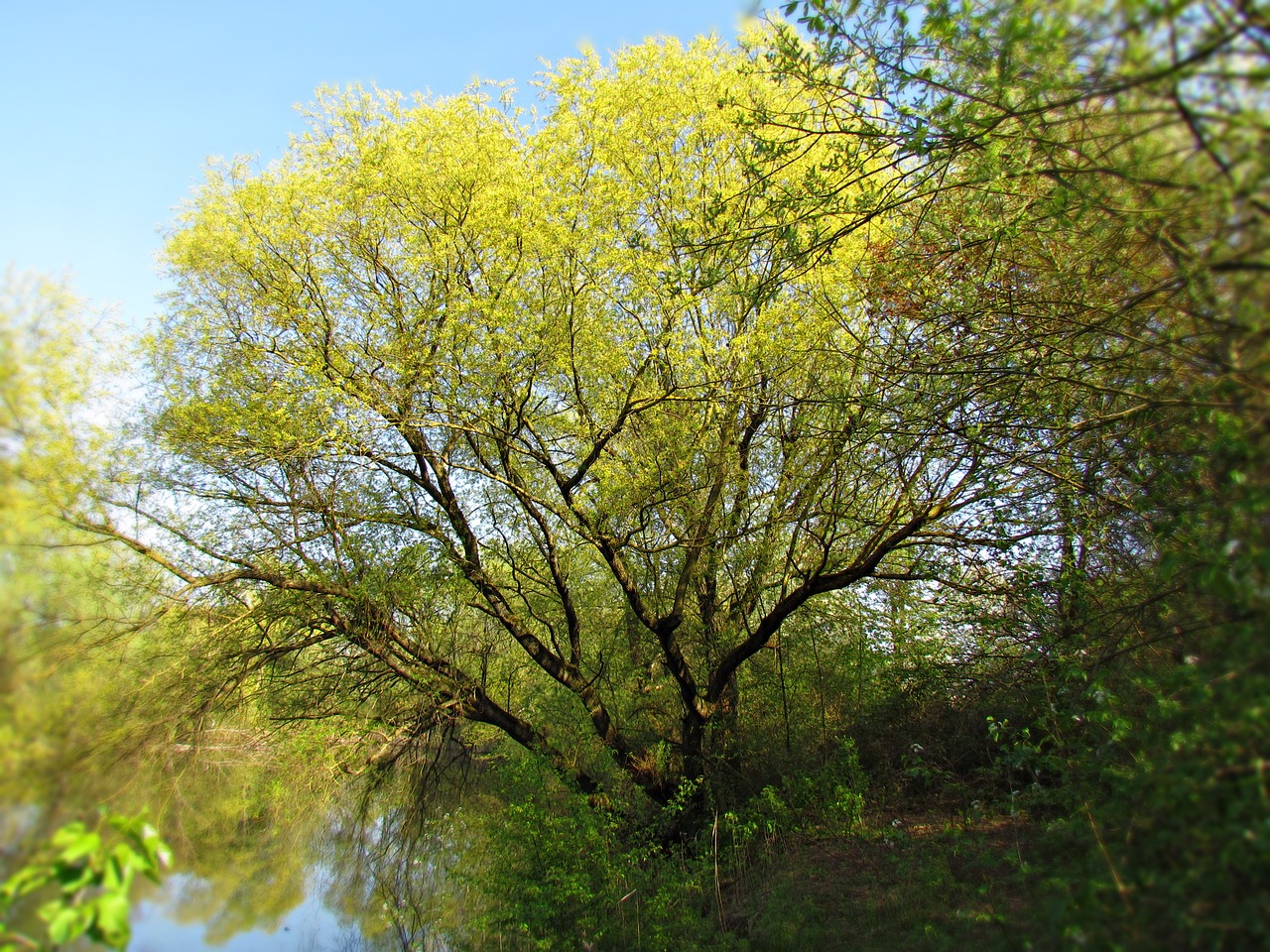 spring tree nature free photo