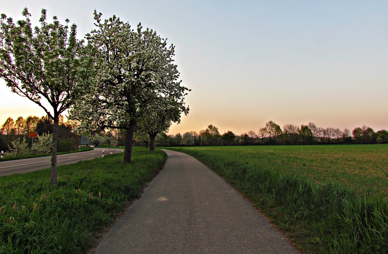 spring tree nature free photo