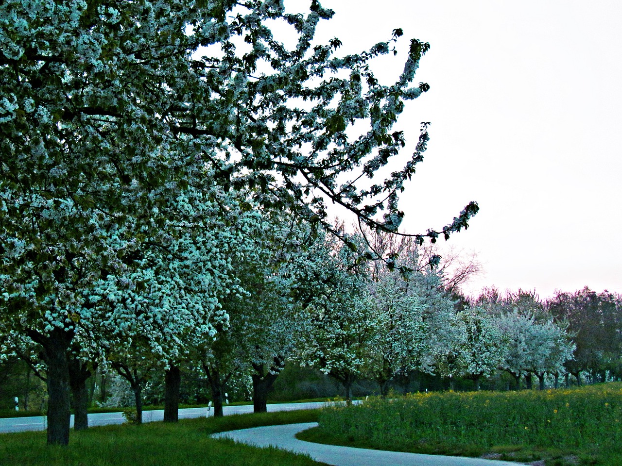 spring tree nature free photo