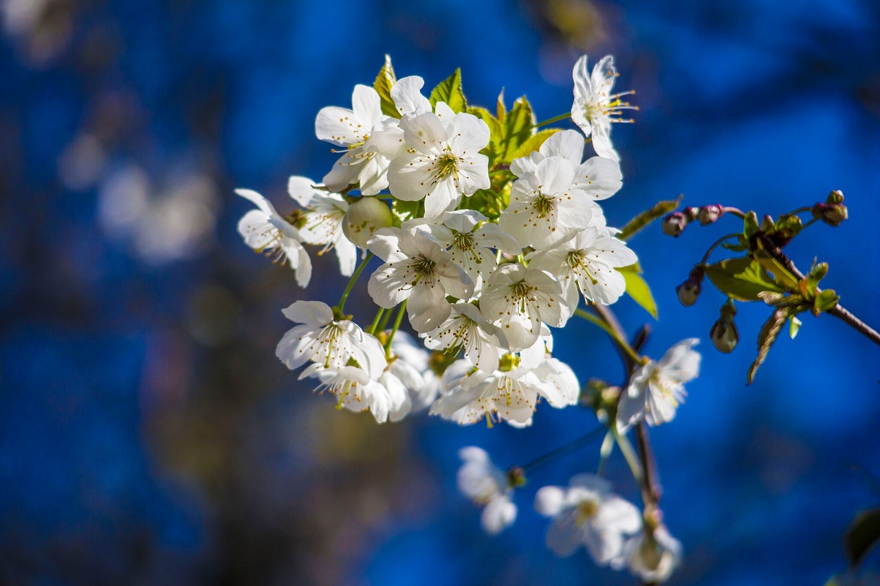 spring cherry blossom free photo