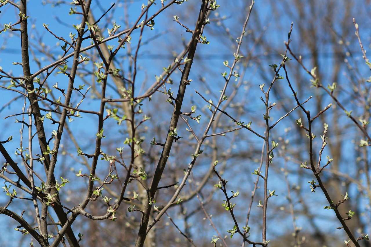 spring kidney branch free photo