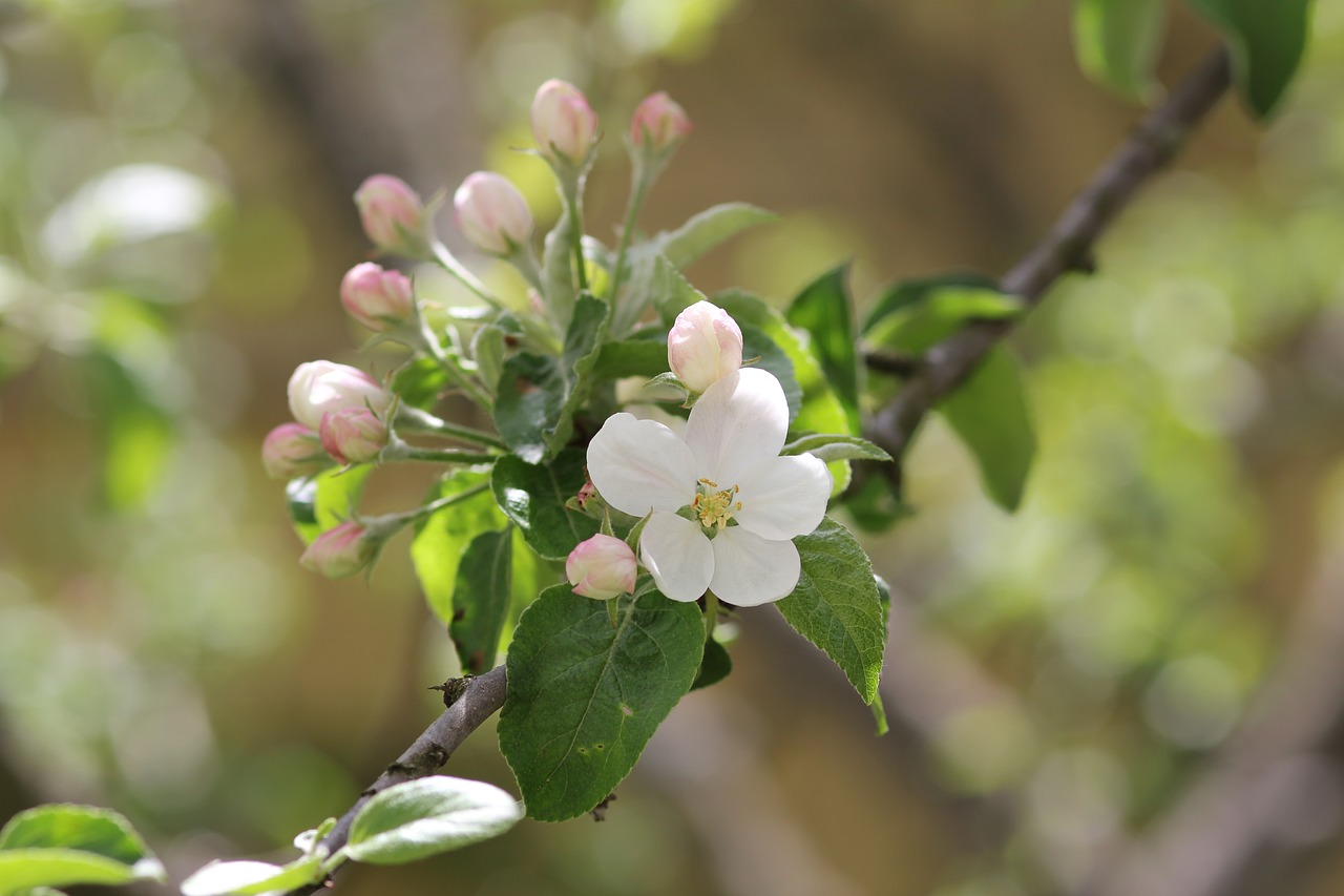 spring apple tree bloom free photo