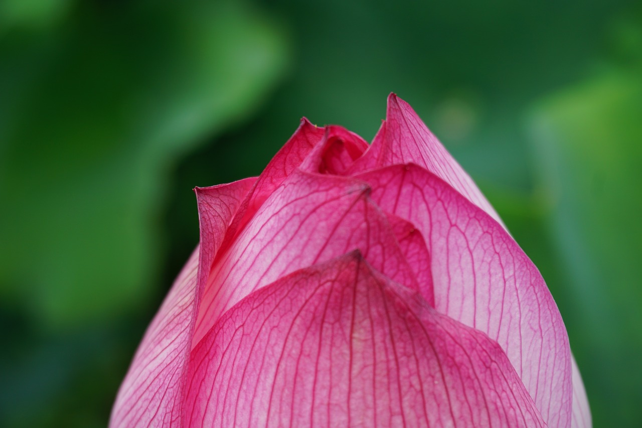 spring flower pink free photo