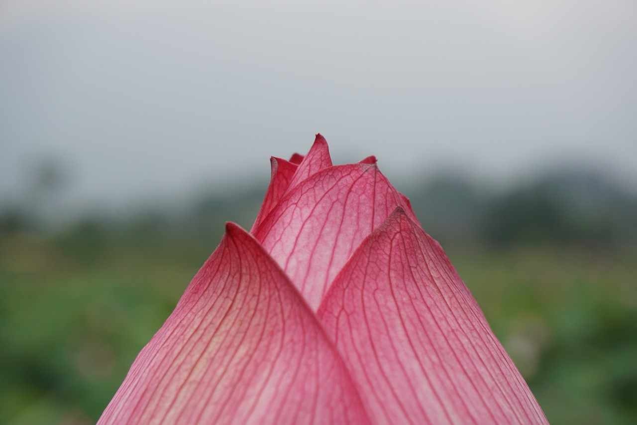 spring flower pink free photo