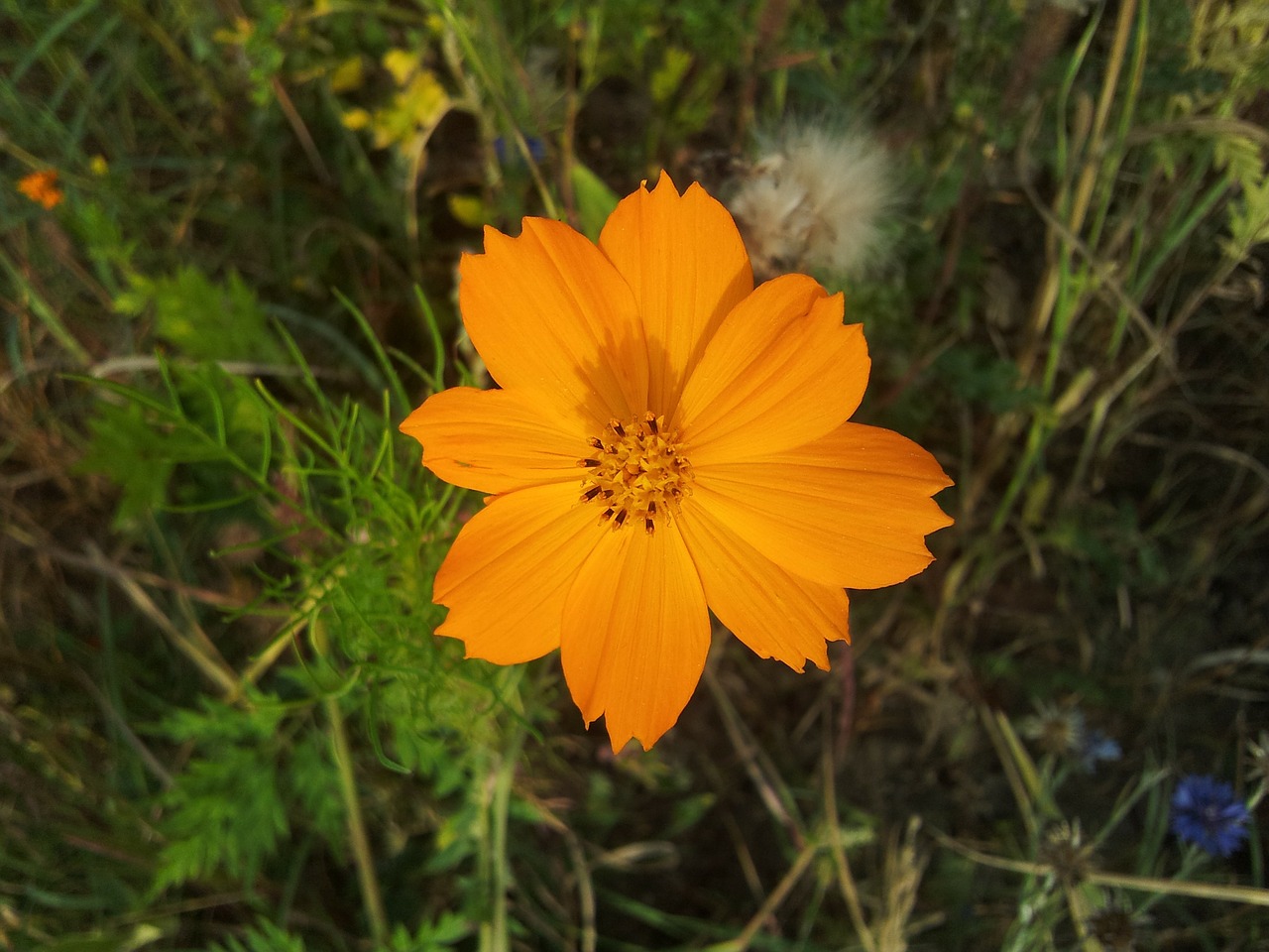 spring fallow flowers free photo