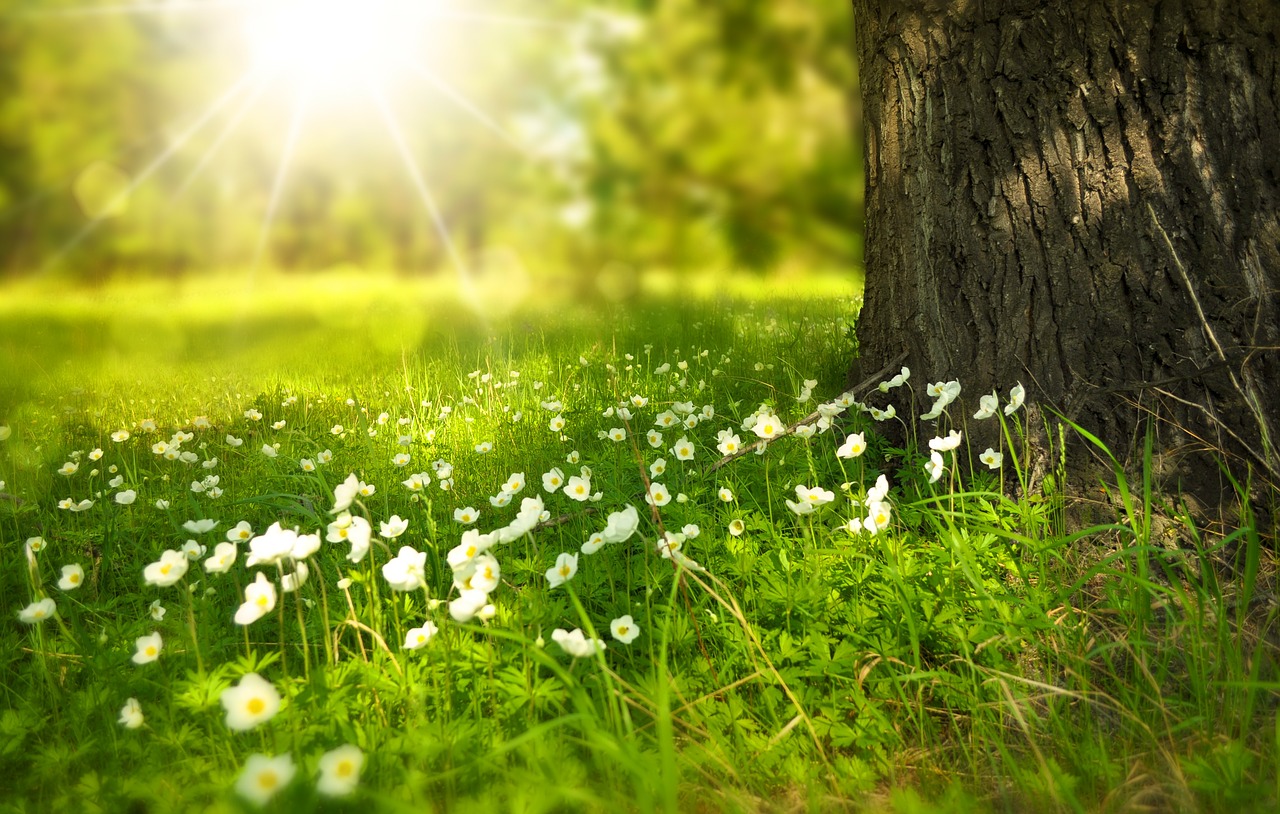 spring tree flowers free photo