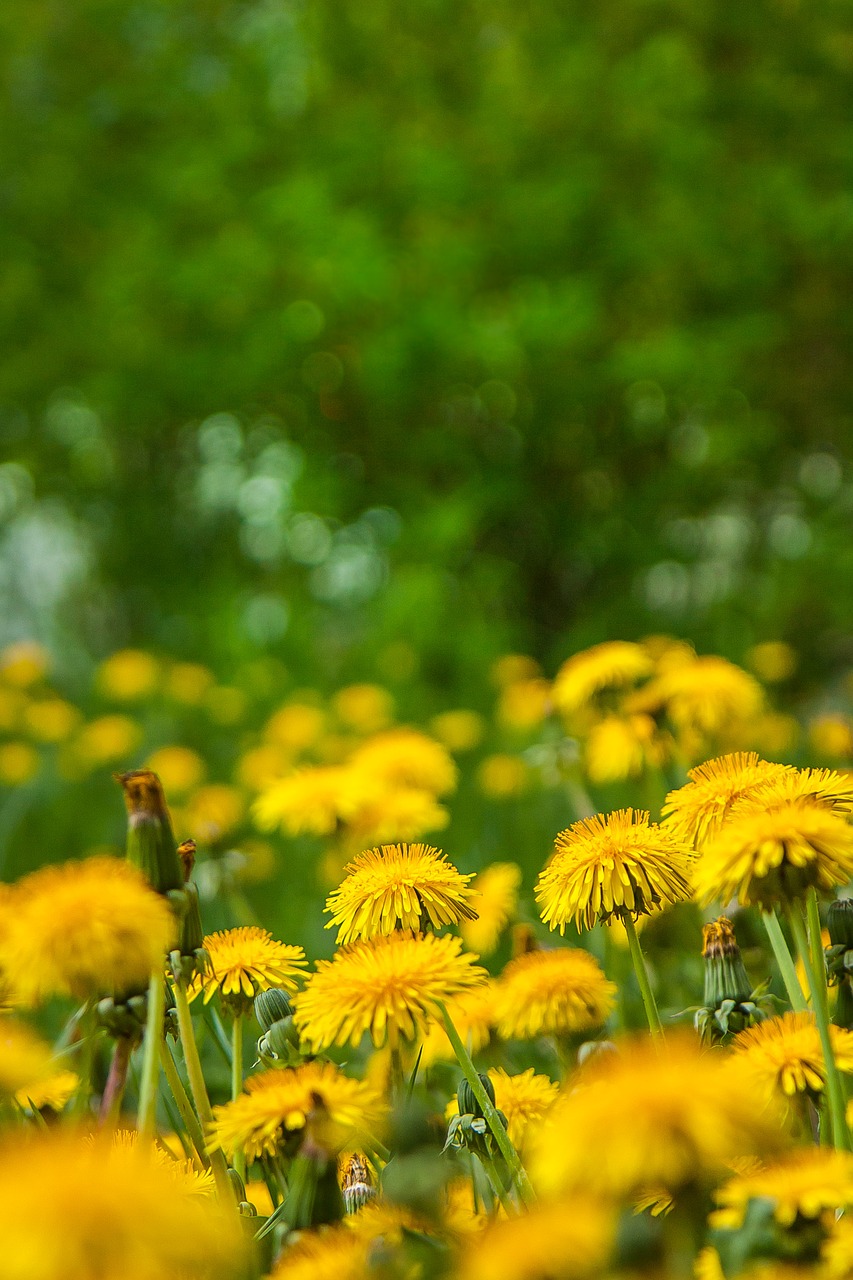 spring meadow flowers free photo