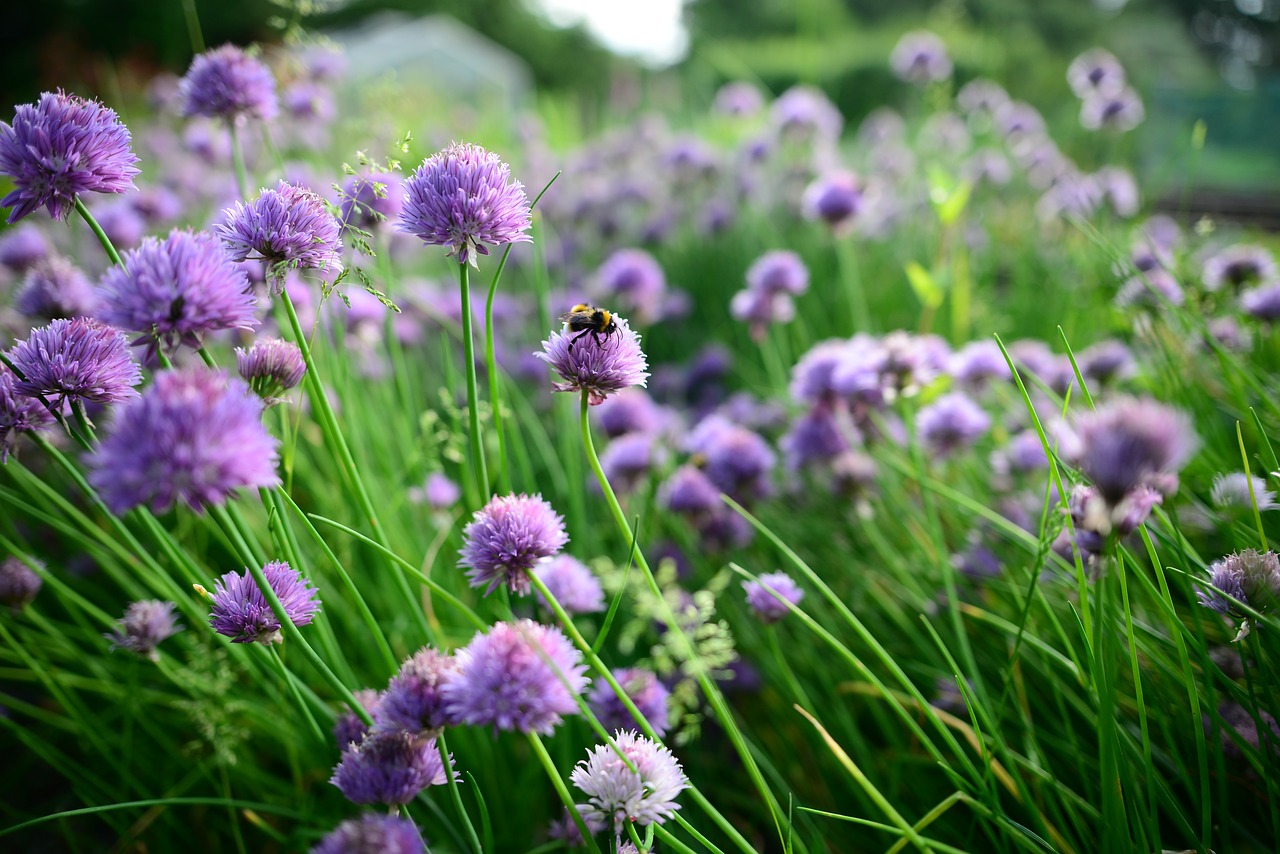 spring chives bees free photo