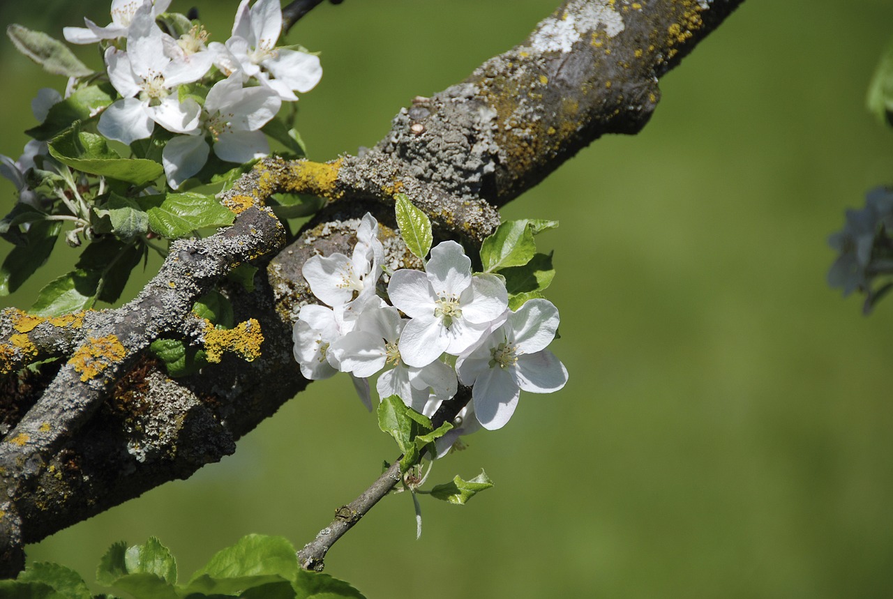 spring blossom bloom free photo