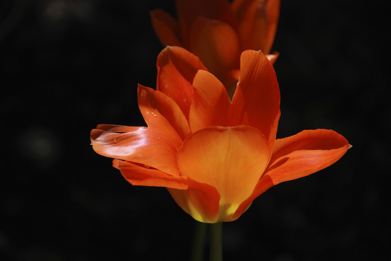 spring tulip orange blossom free photo