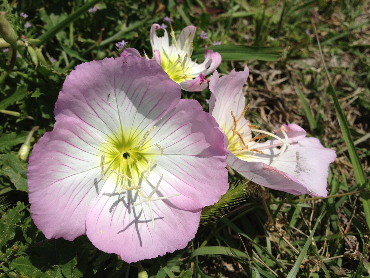 spring wildflower nature free photo