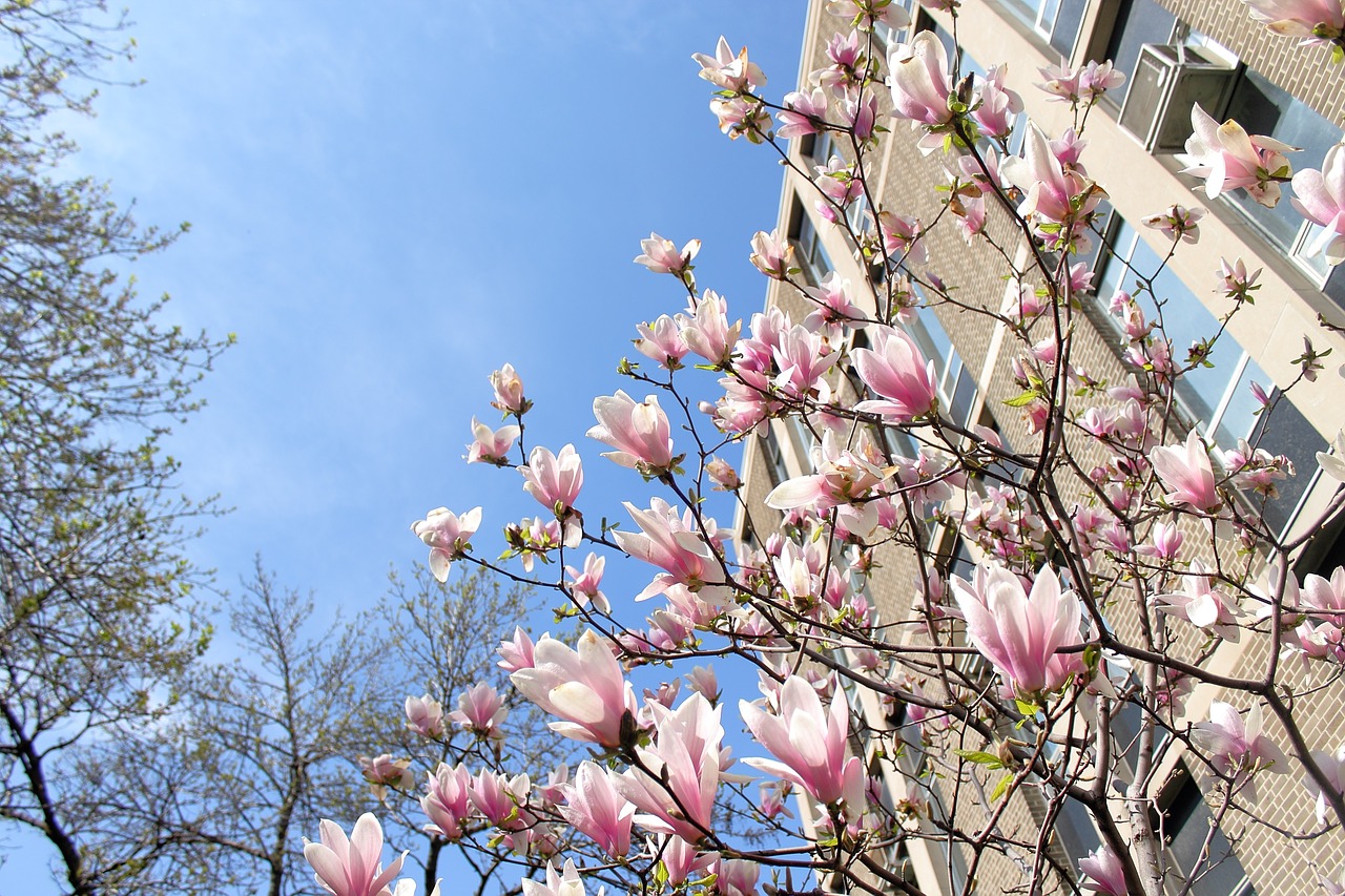 spring flowers spring flowers free photo