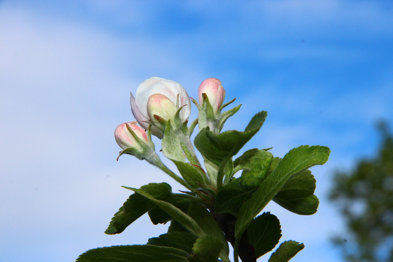 spring blossom bloom free photo