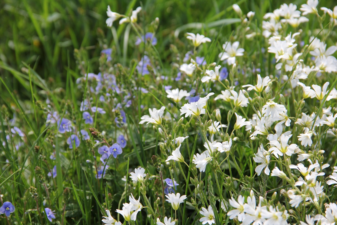 spring nature garden free photo