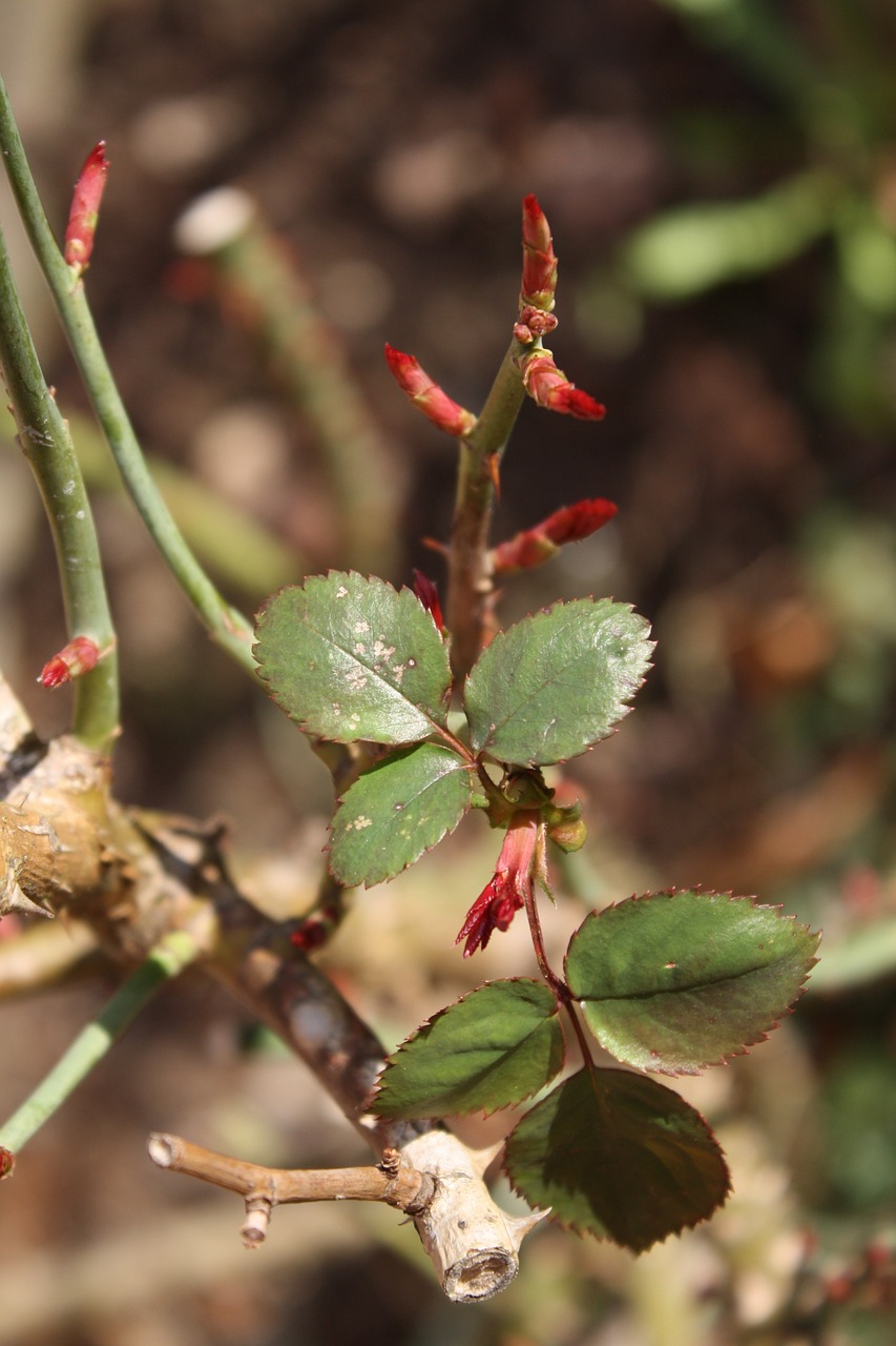 spring roses bud free photo