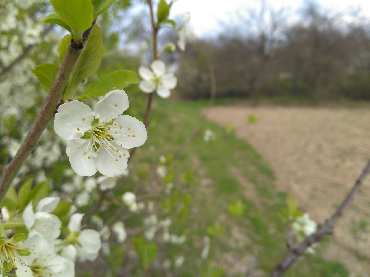 spring apricot flower free photo