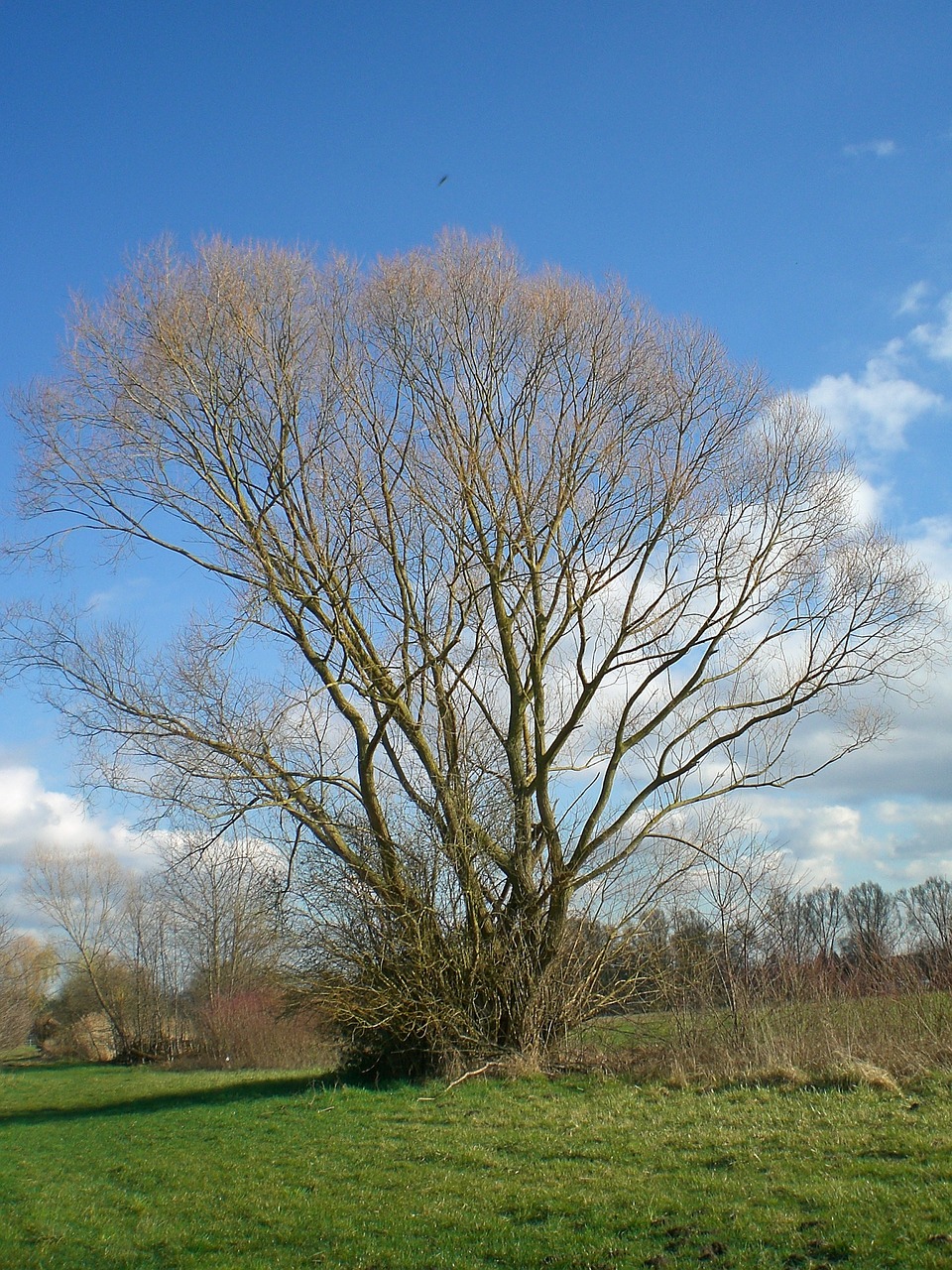 spring tree nature free photo