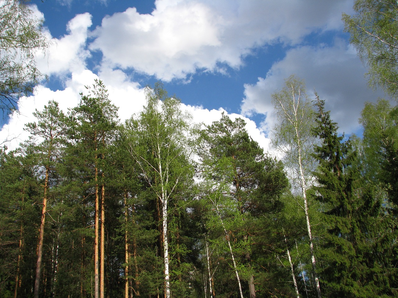 spring blue sky clouds free photo