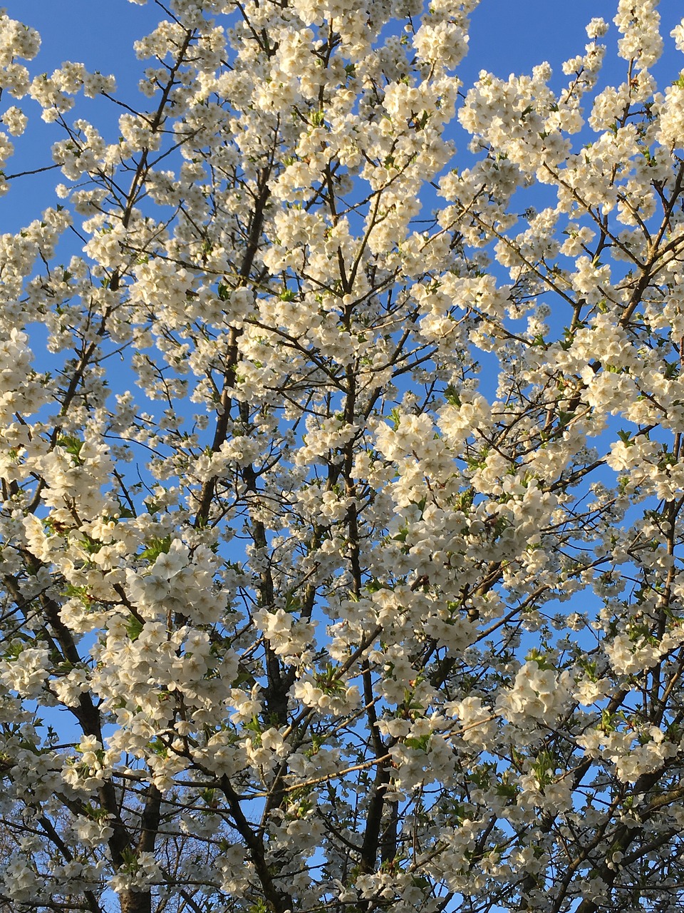 spring blossom bloom free photo