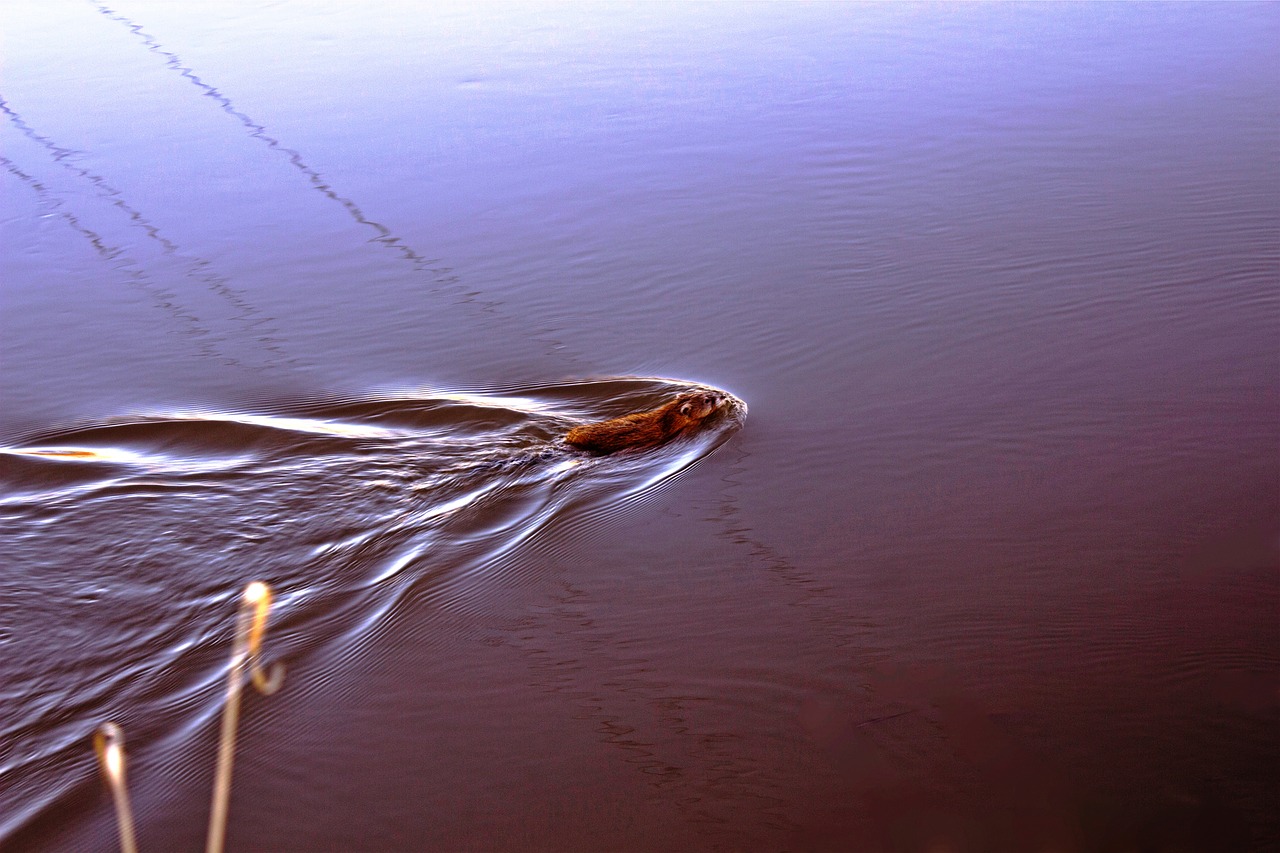 spring river andatrum free photo