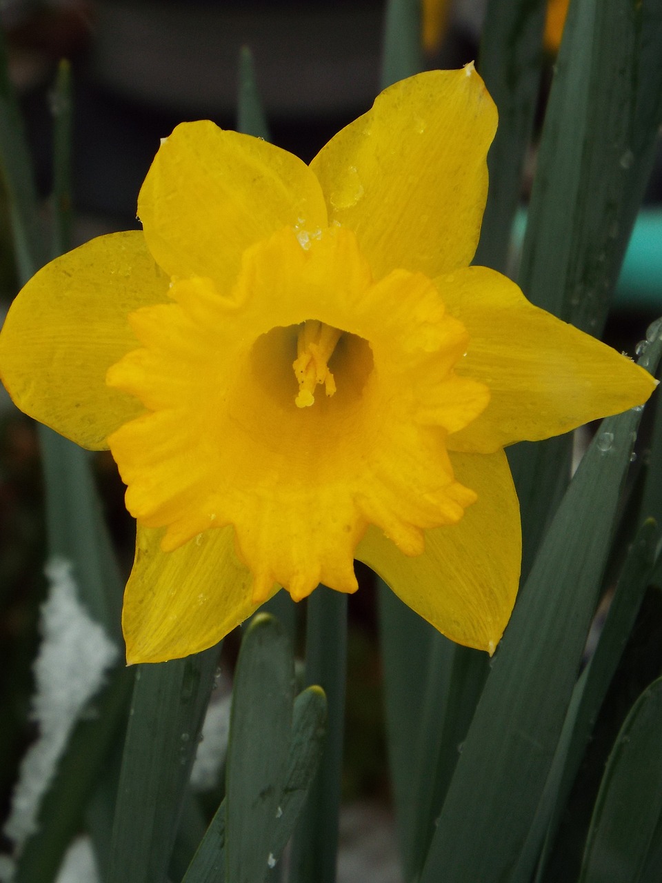 spring flower daffodil free photo