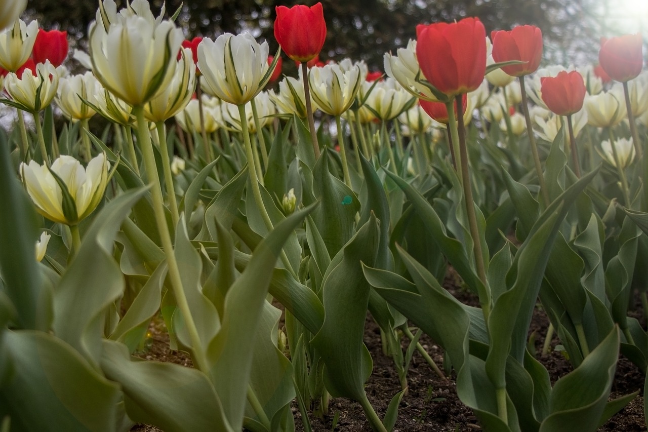 spring flowers tulips free photo