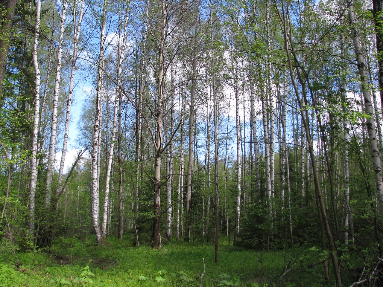 spring forest birch free photo