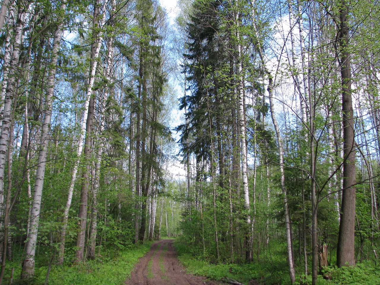 spring forest blue sky free photo