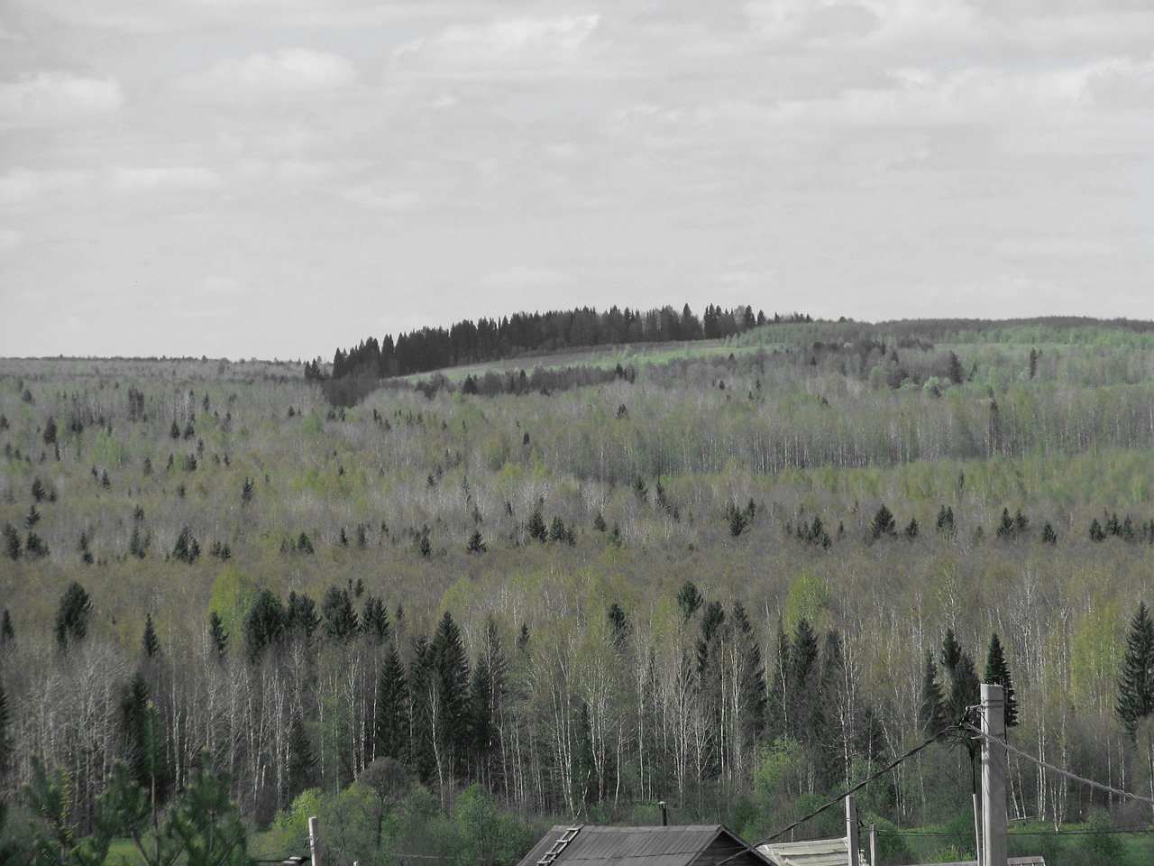 spring forest blue sky free photo