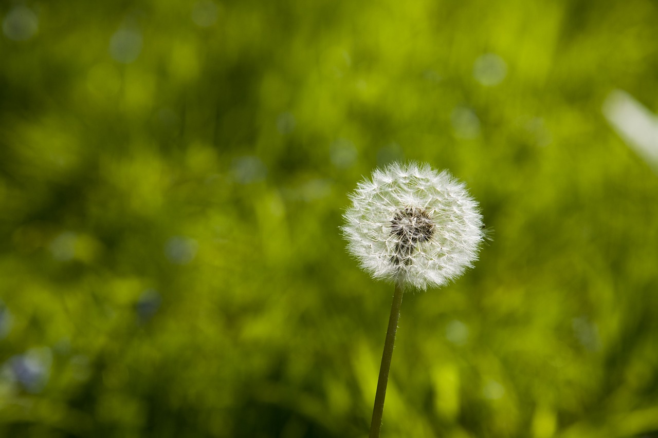 spring dandelion nature free photo