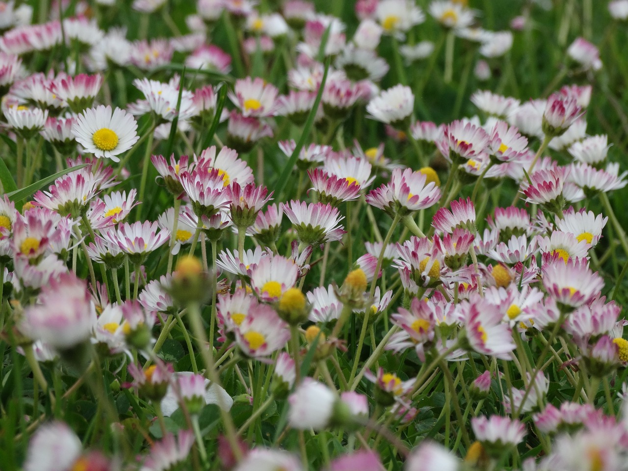 spring flowers meadows free photo