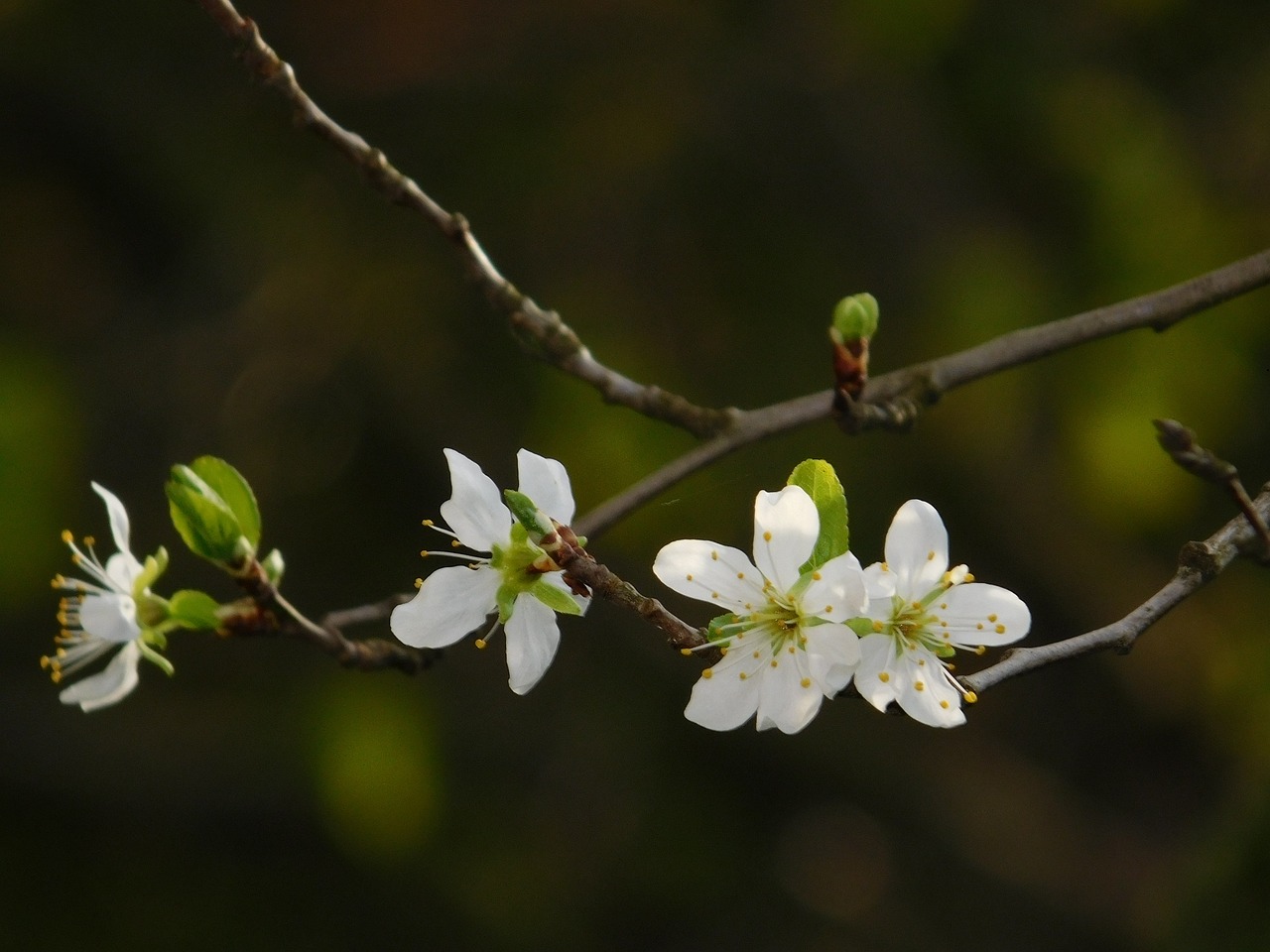 spring flowers tree free photo