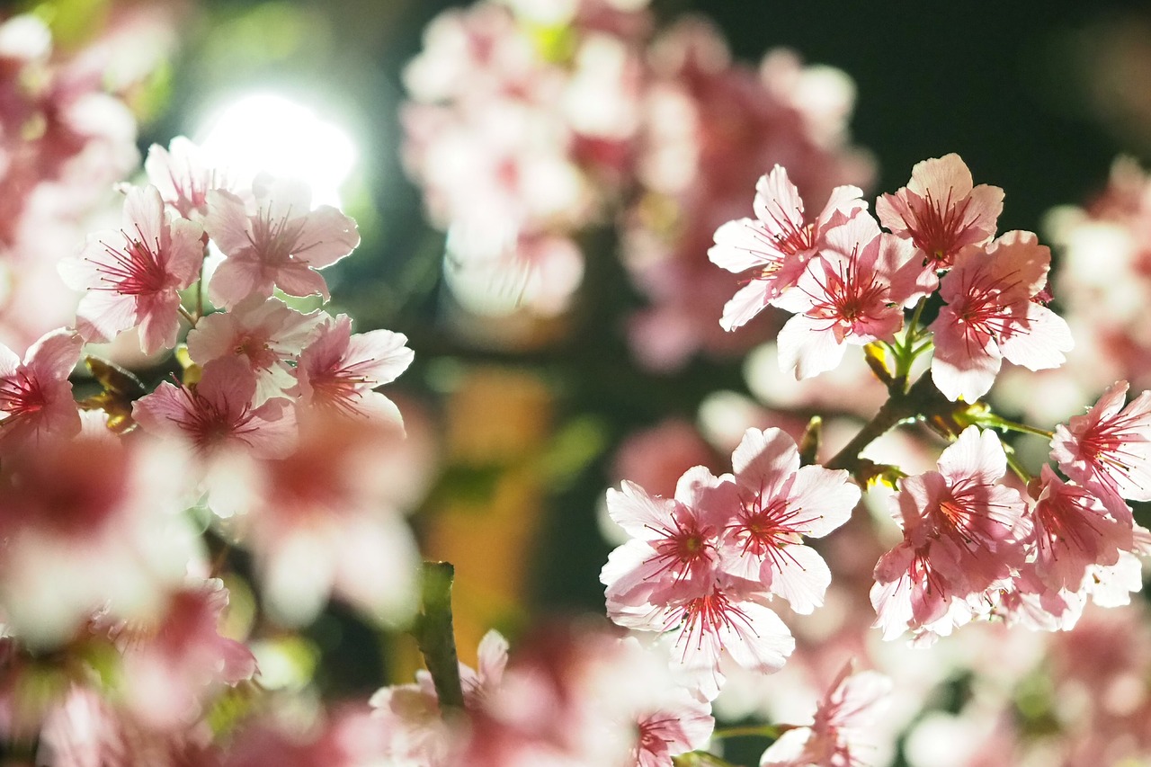 spring cherry blossoms night free photo