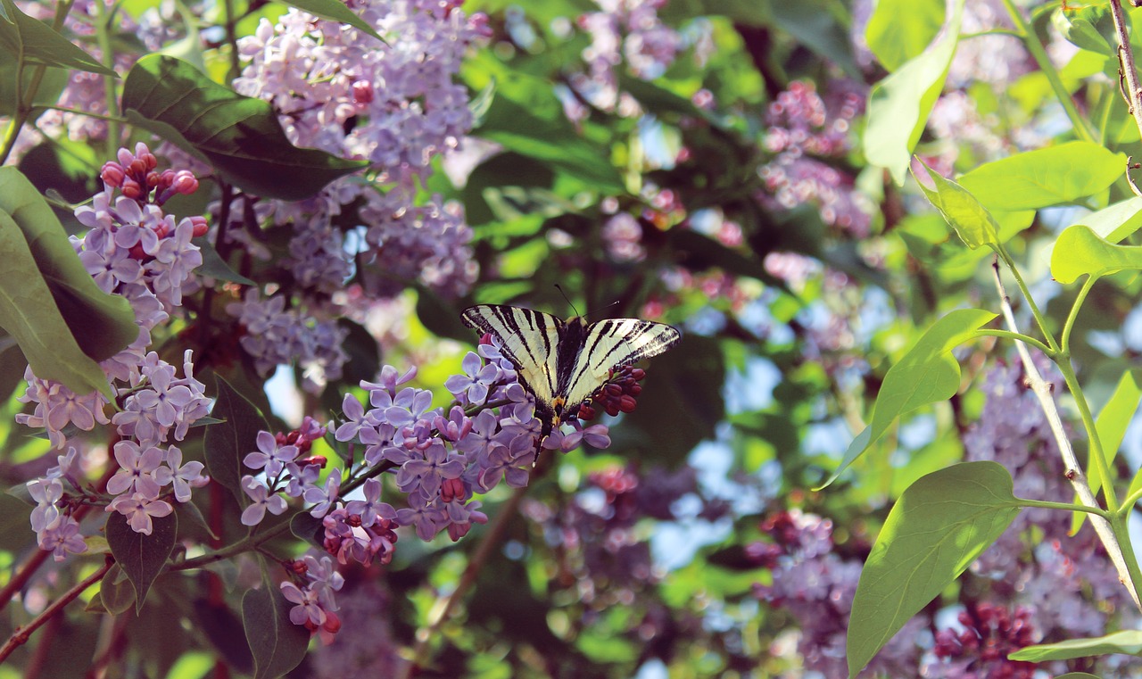 spring lilac butterfly free photo