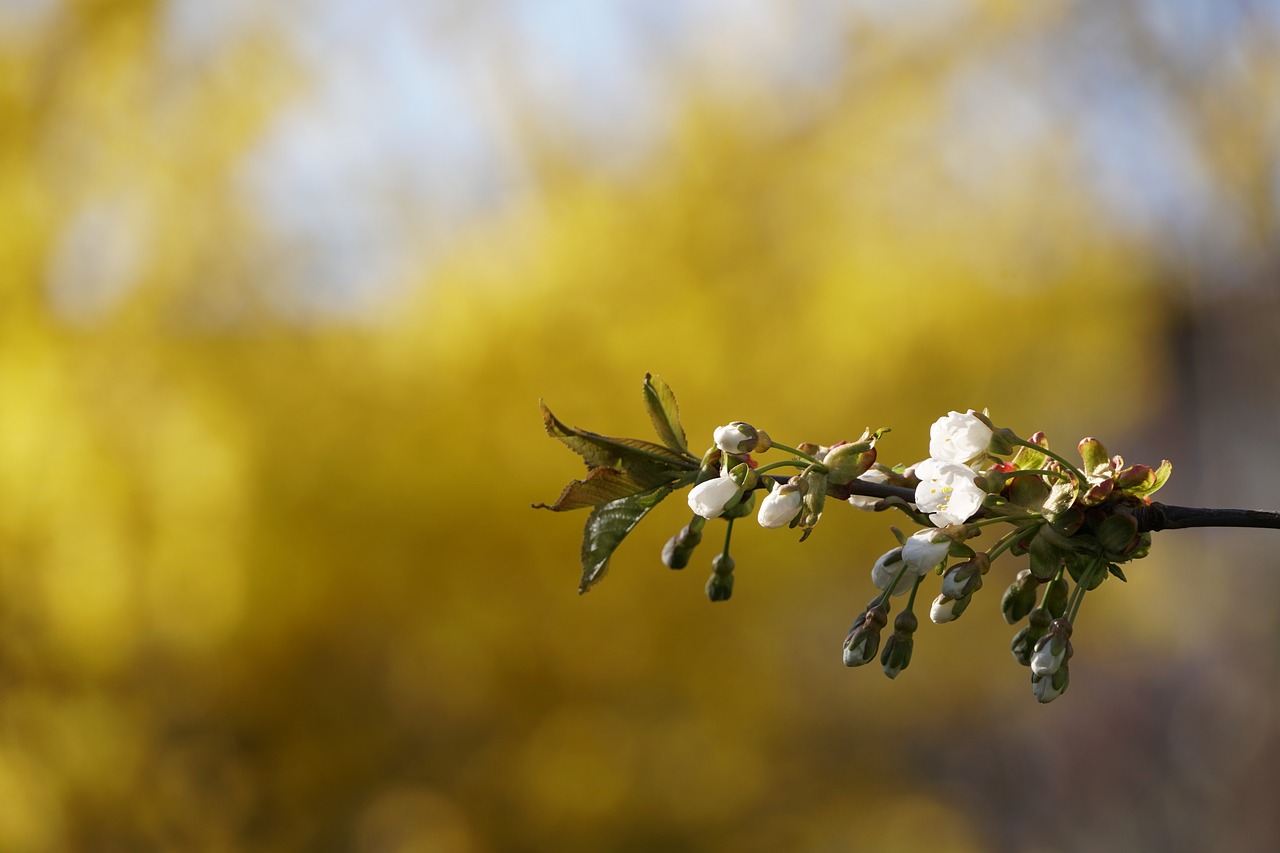 spring macro yellow free photo