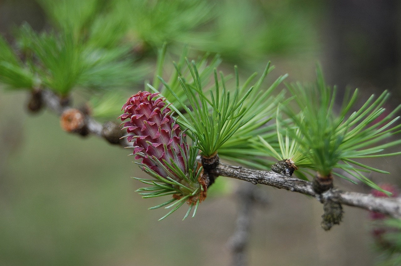 spring cone was born deciduous pine free photo