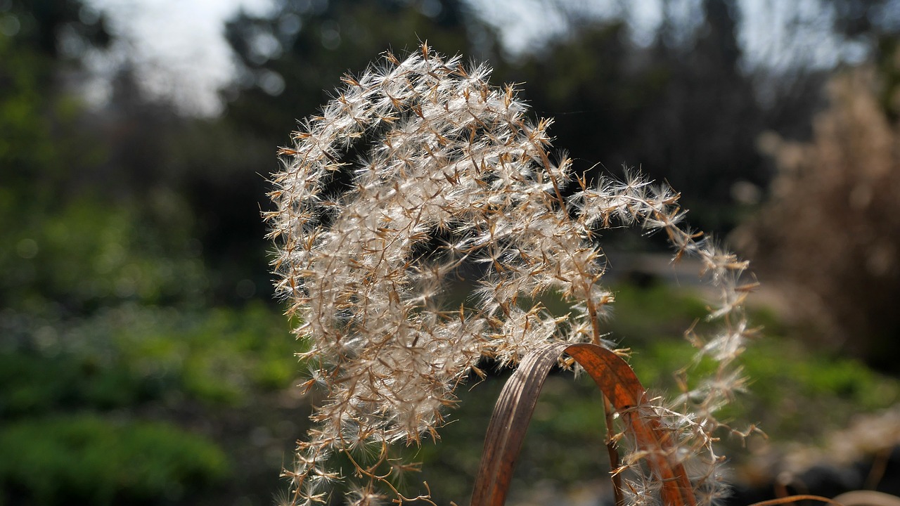 spring reed dry free photo